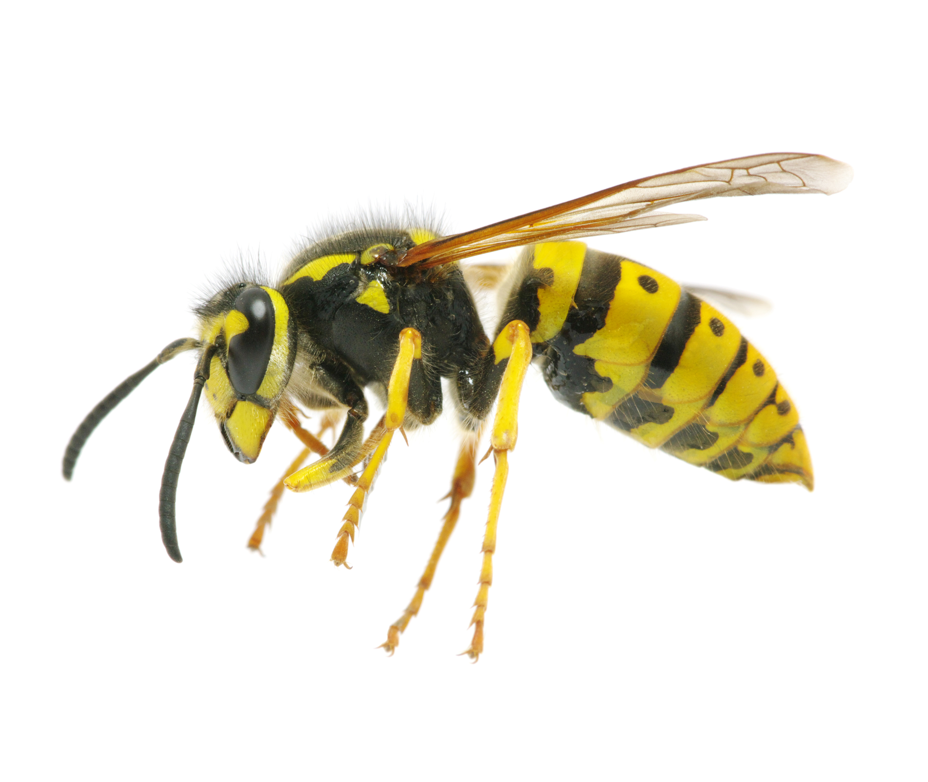 Wasp Backgrounds, Compatible - PC, Mobile, Gadgets| 3618x3049 px