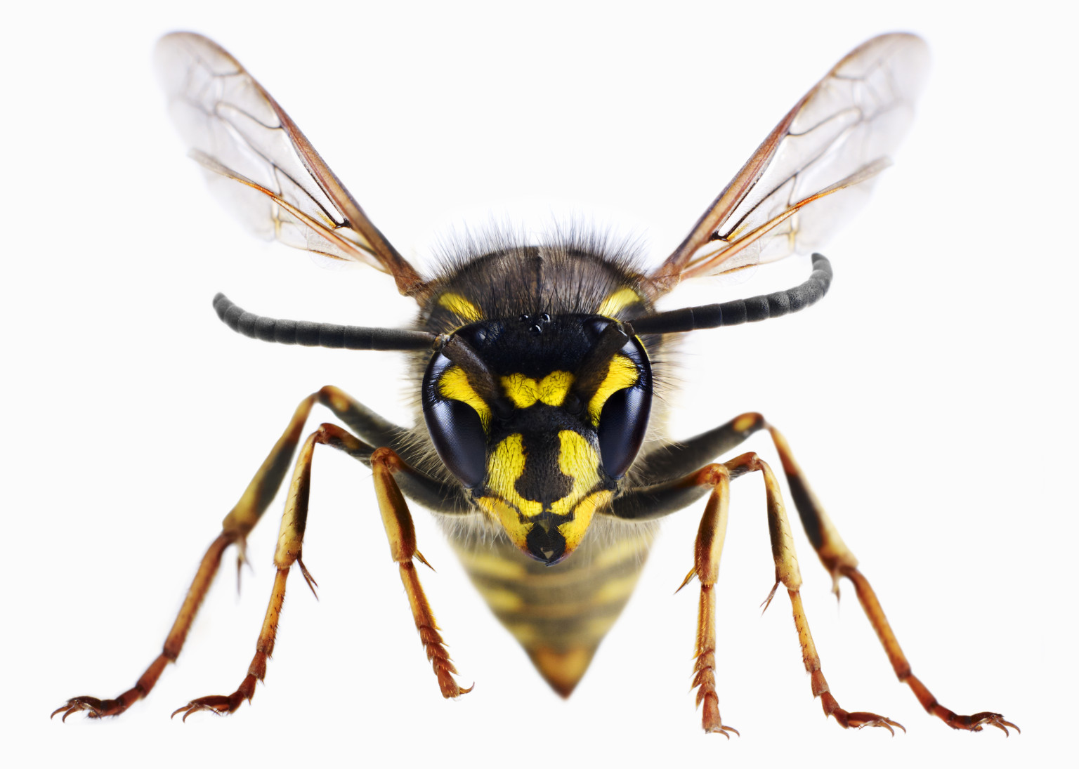 Wasp High Quality Background on Wallpapers Vista