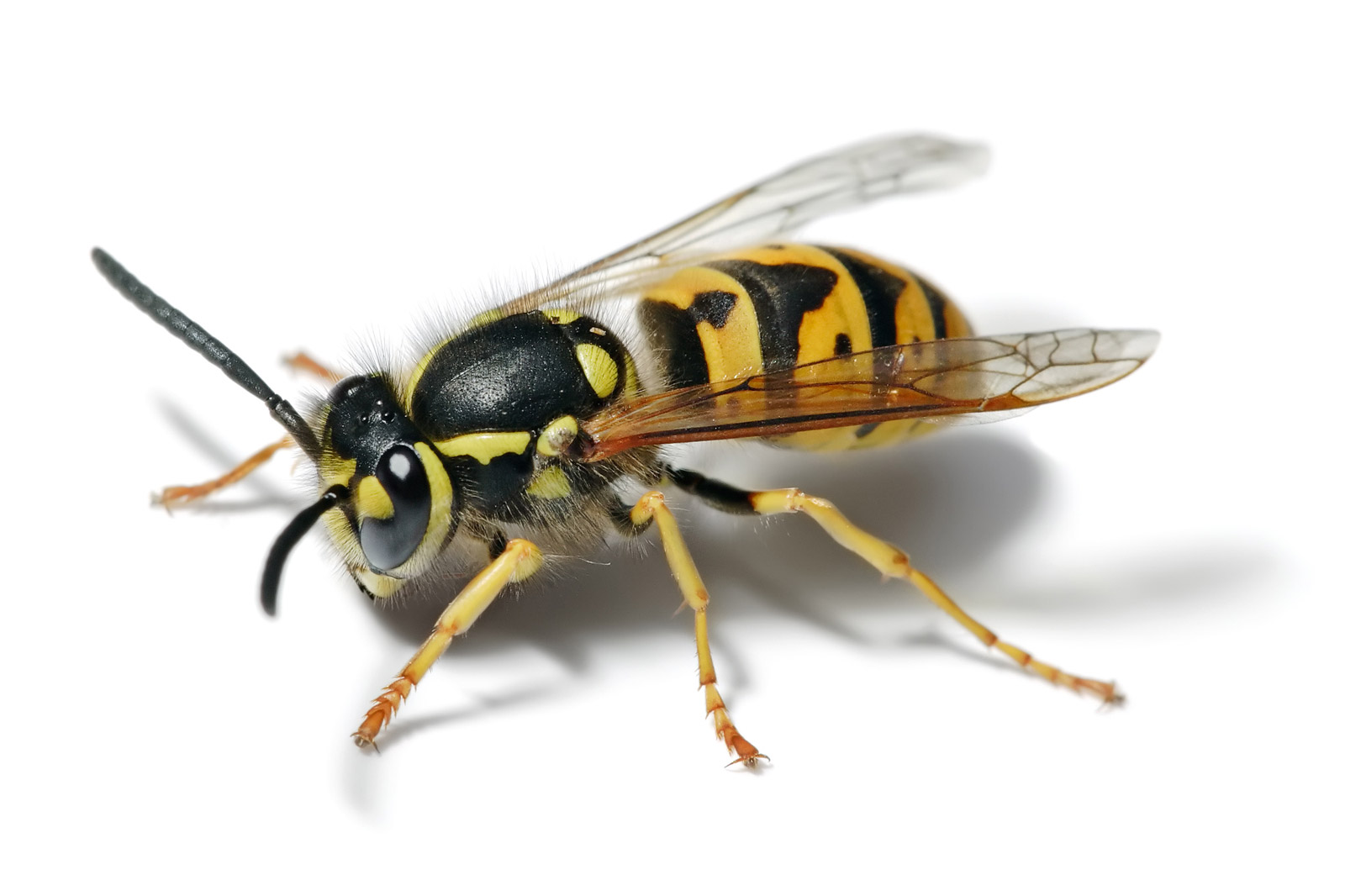 Amazing Wasp Pictures & Backgrounds