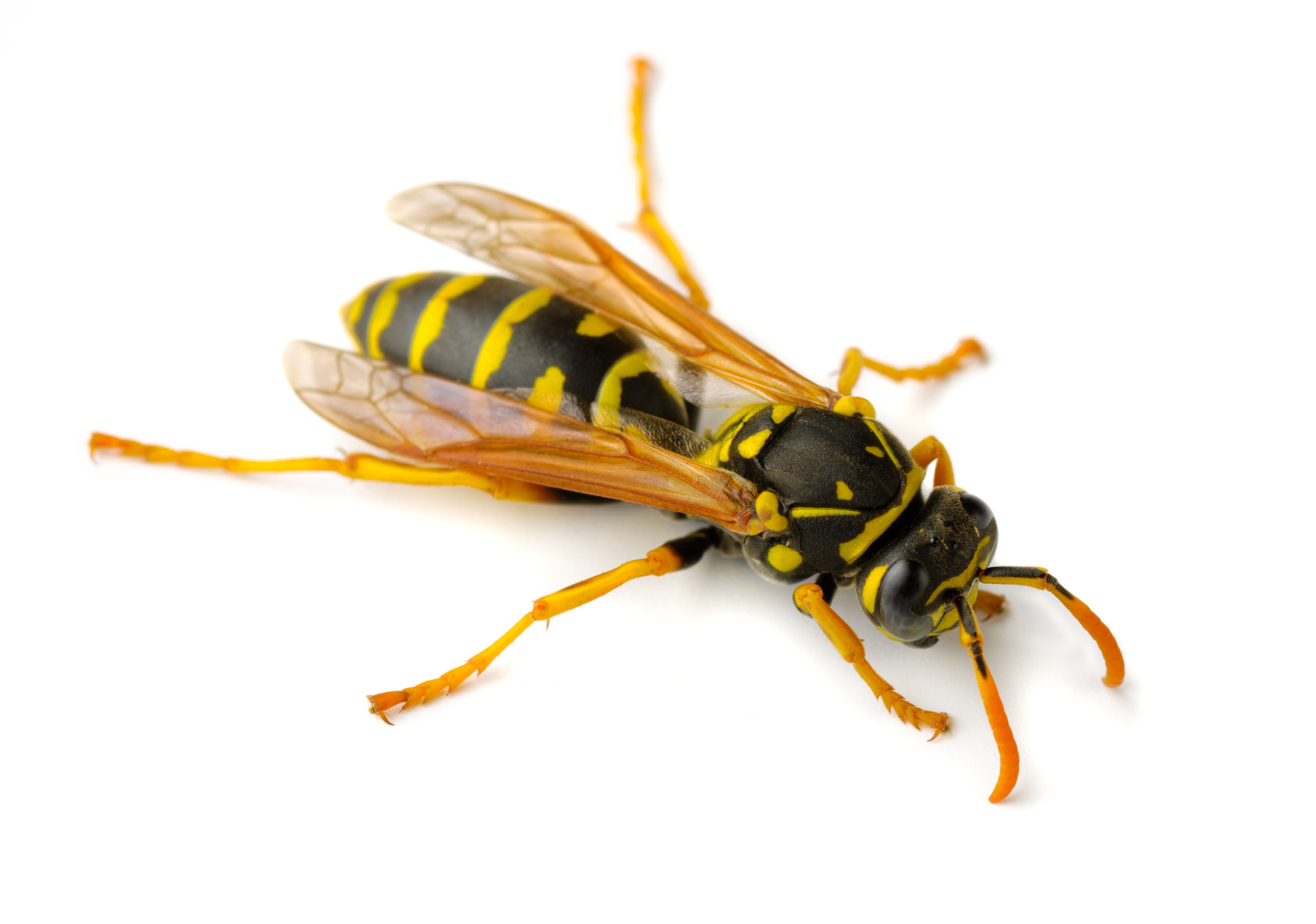 Wasp #8
