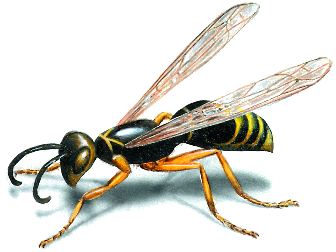 Nice Images Collection: Wasp Desktop Wallpapers
