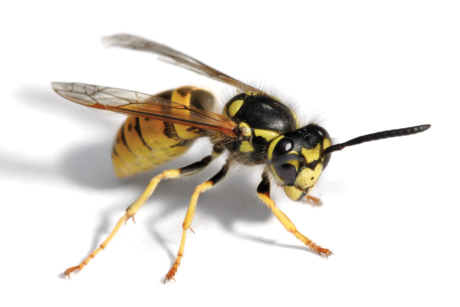Wasp Pics, Animal Collection