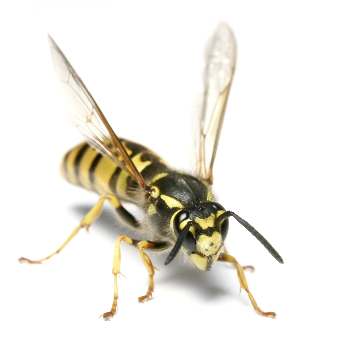 HD Quality Wallpaper | Collection: Animal, 1386x1385 Wasp