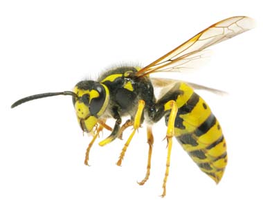Images of Wasp | 380x305