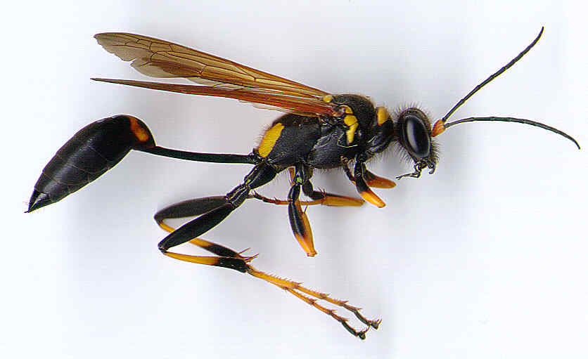 Wasp #19