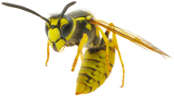 Nice wallpapers Wasp 555x317px