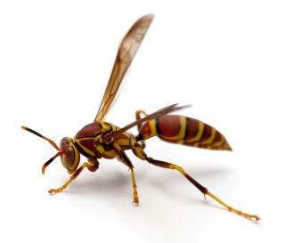 Wasp Backgrounds, Compatible - PC, Mobile, Gadgets| 320x273 px