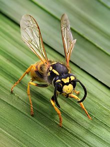 Wasp #15