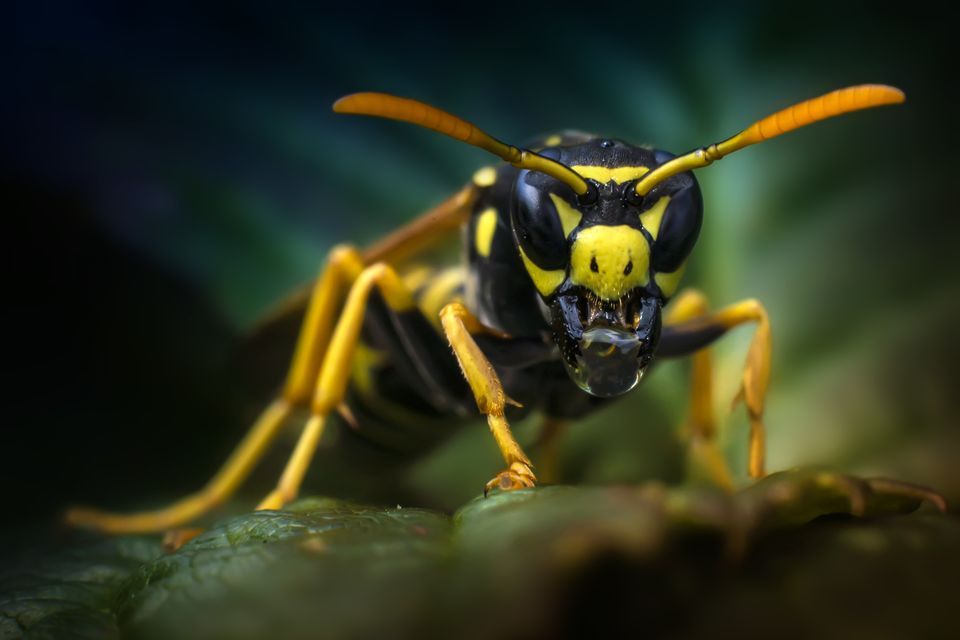 Images of Wasp | 960x640