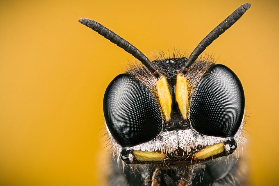 Wasp Backgrounds on Wallpapers Vista