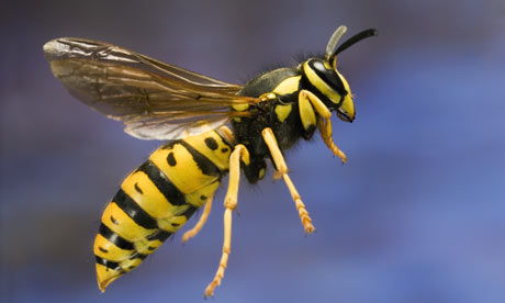 Wasp #13