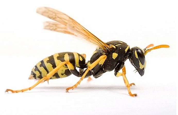 Wasp Pics, Animal Collection