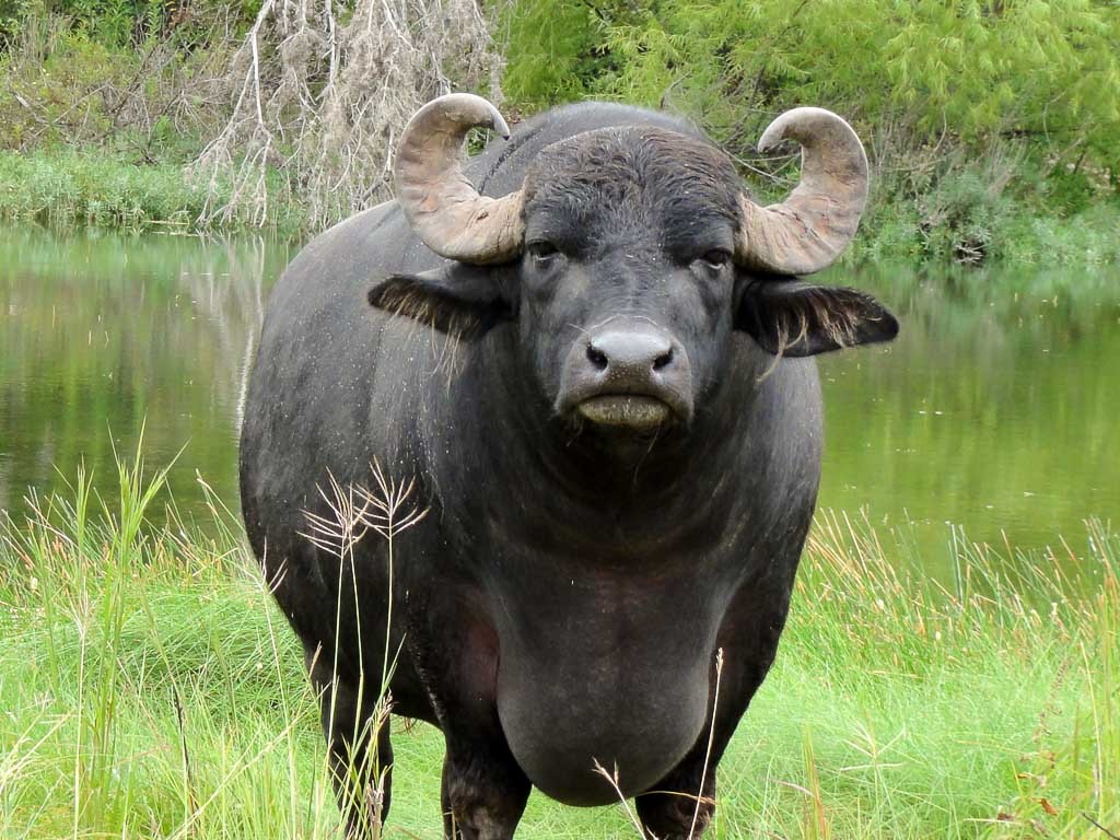 Water Buffalo #1