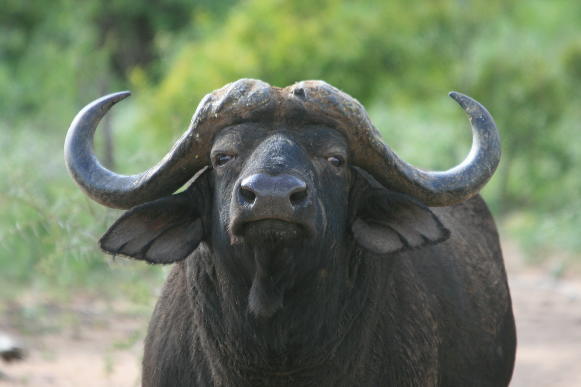Water Buffalo High Quality Background on Wallpapers Vista