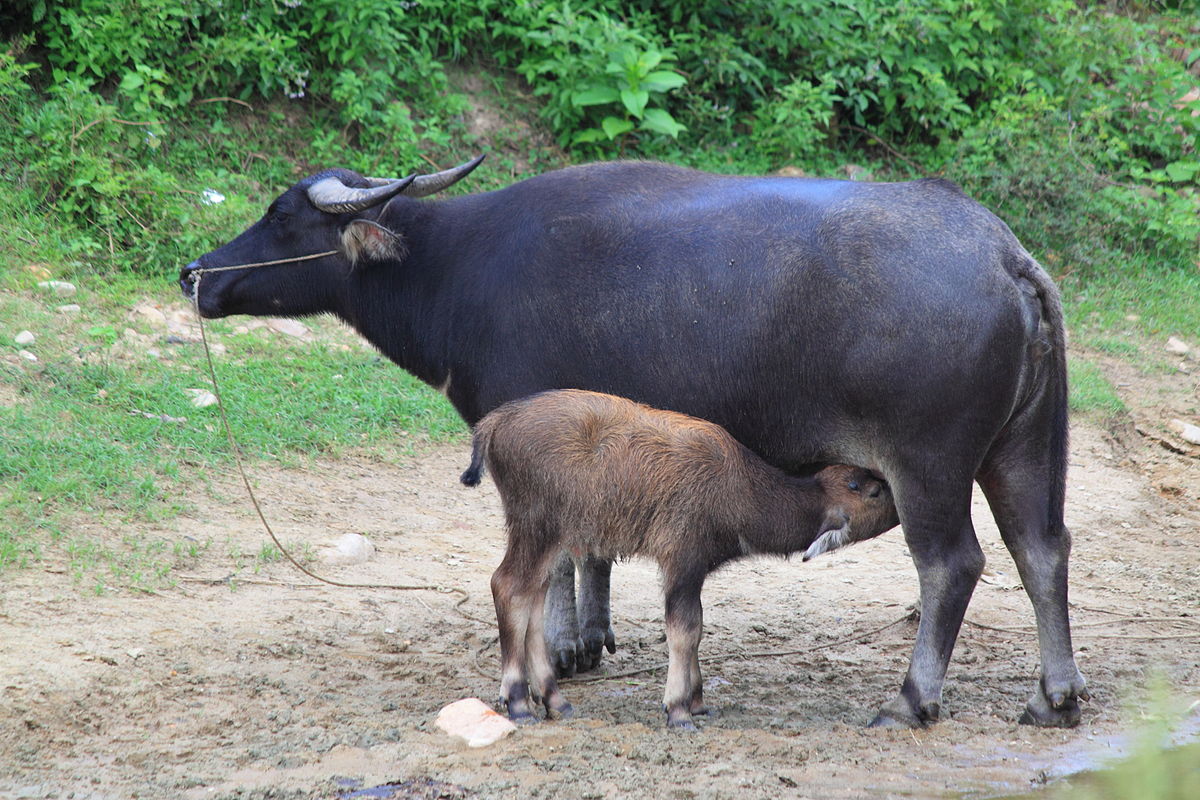 Nice Images Collection: Water Buffalo Desktop Wallpapers