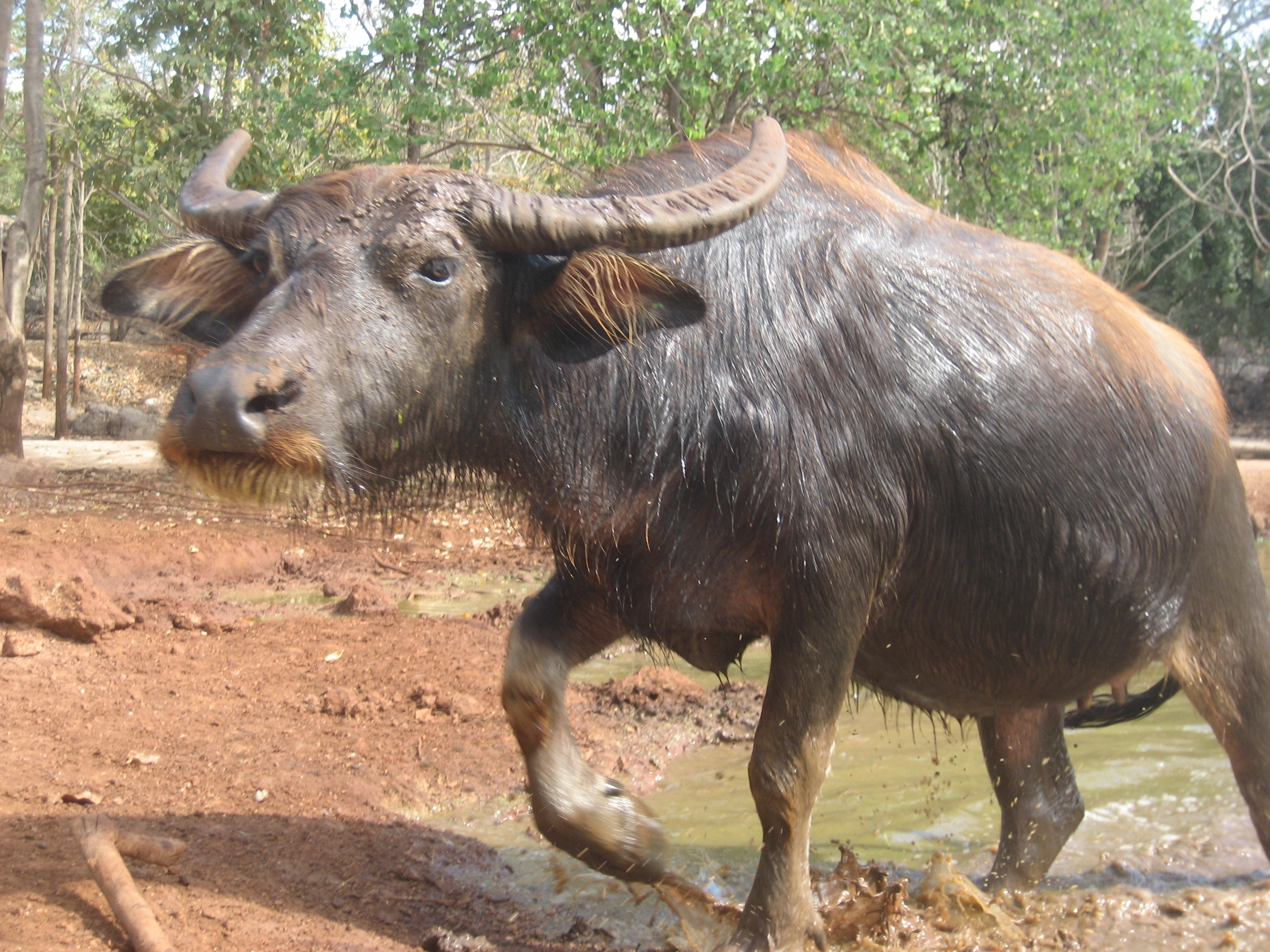 Amazing Water Buffalo Pictures & Backgrounds