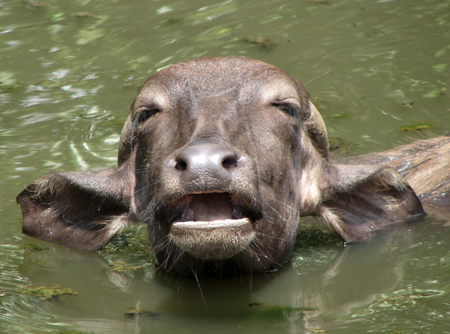 Water Buffalo Backgrounds, Compatible - PC, Mobile, Gadgets| 1800x1335 px