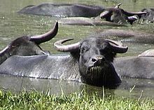 Water Buffalo #11