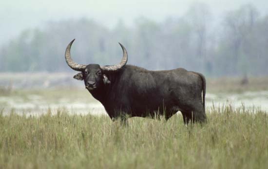 Nice Images Collection: Water Buffalo Desktop Wallpapers