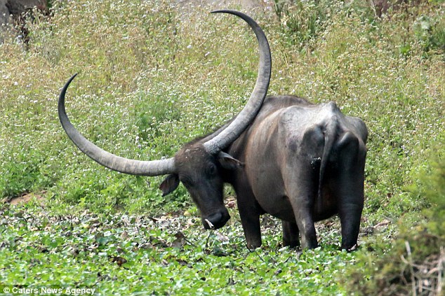 Images of Water Buffalo | 634x423