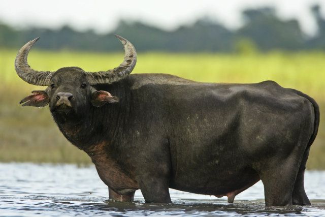 Water Buffalo #21