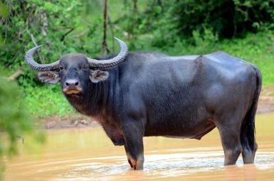 Water Buffalo #12