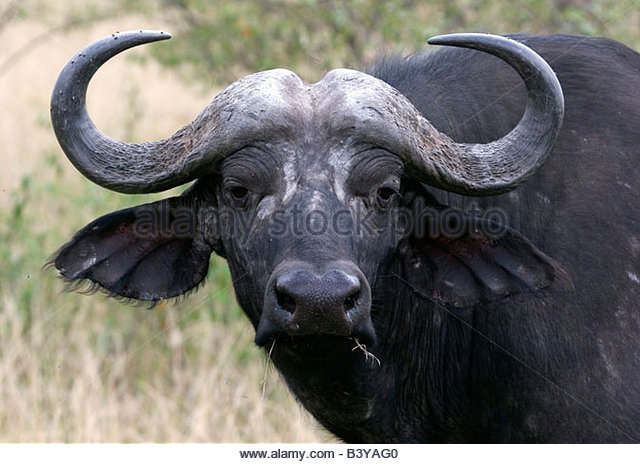 Water Buffalo #24