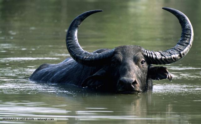 Water Buffalo #19