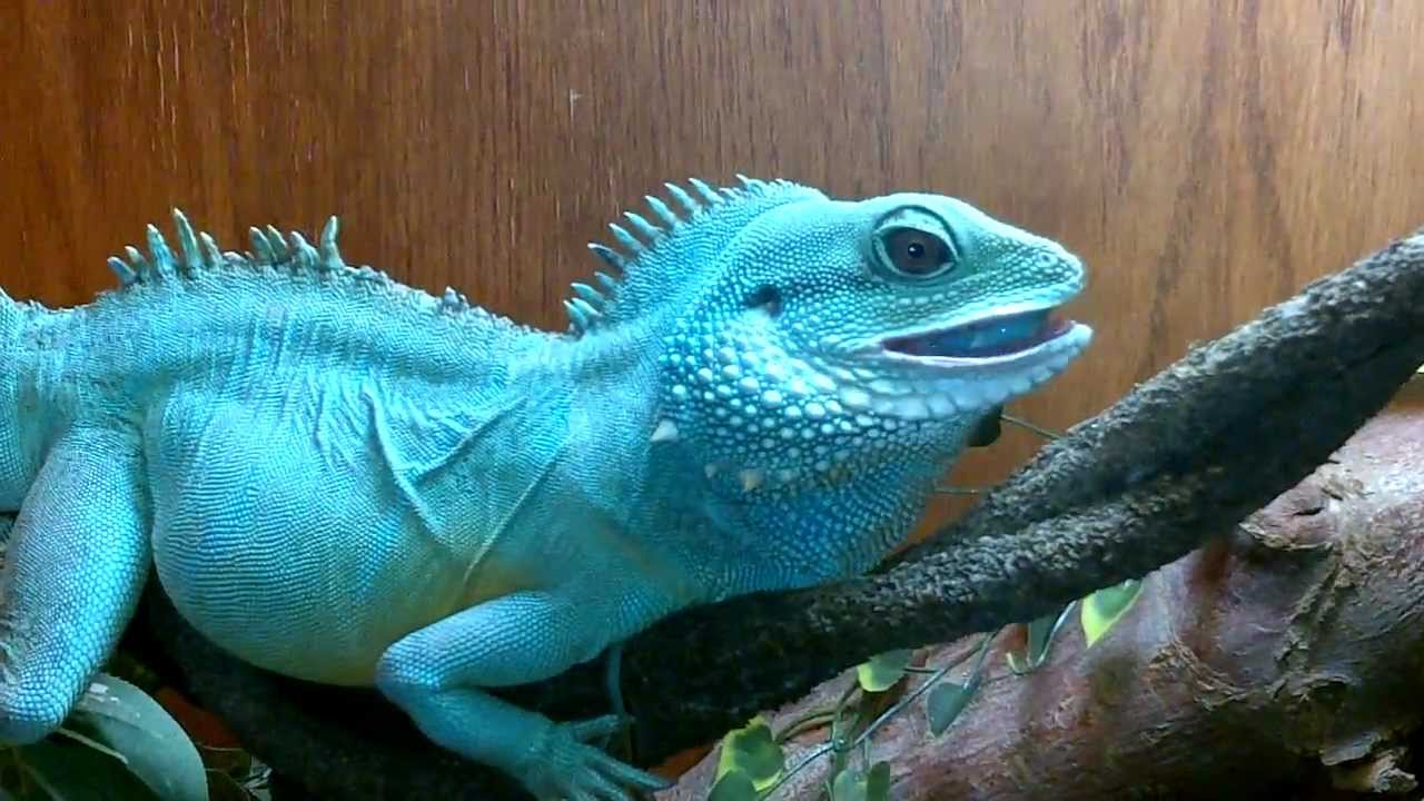 HD Quality Wallpaper | Collection: Animal, 1280x720 Water Dragon