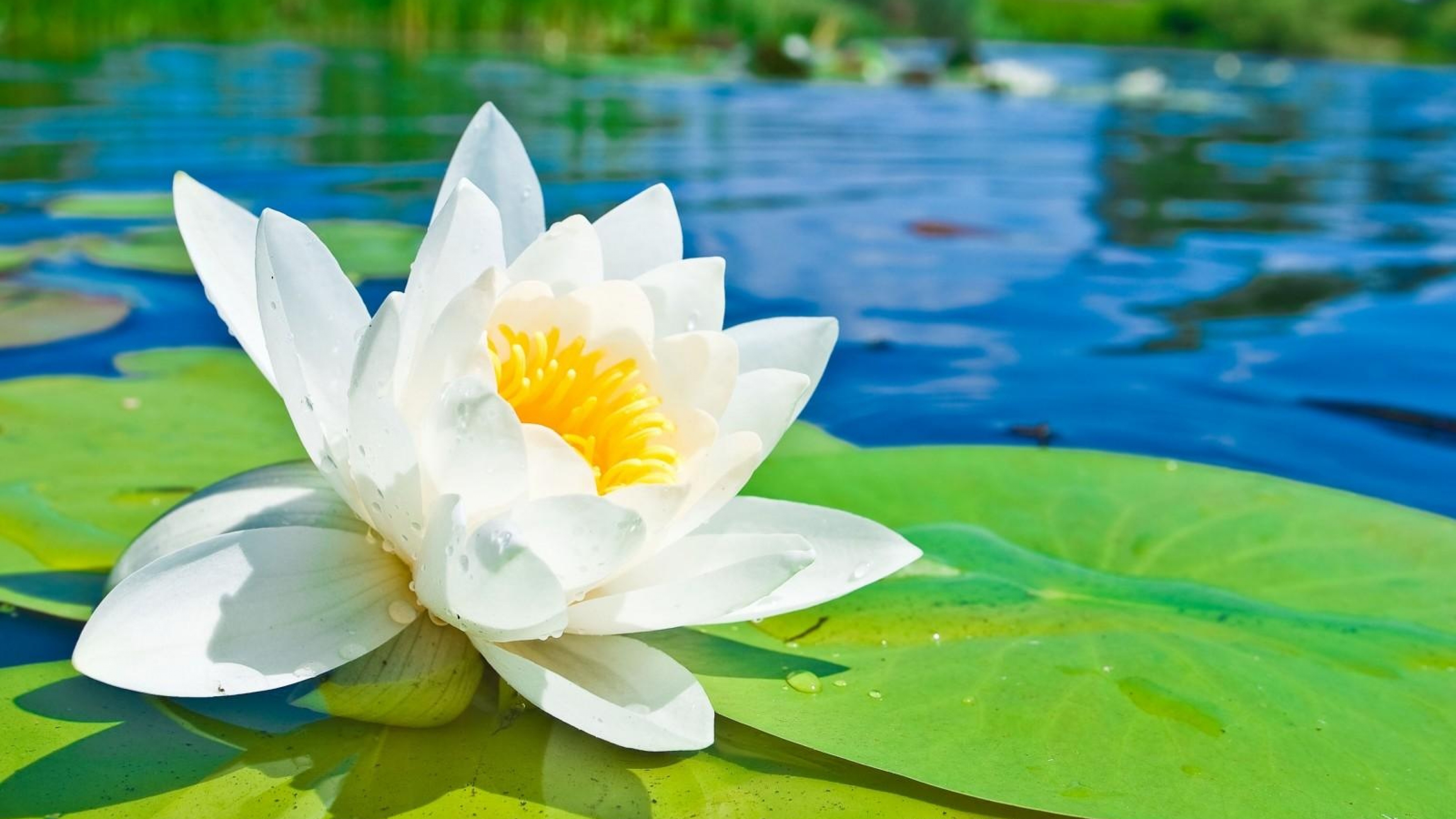 High Resolution Wallpaper | Water Lily 3840x2160 px