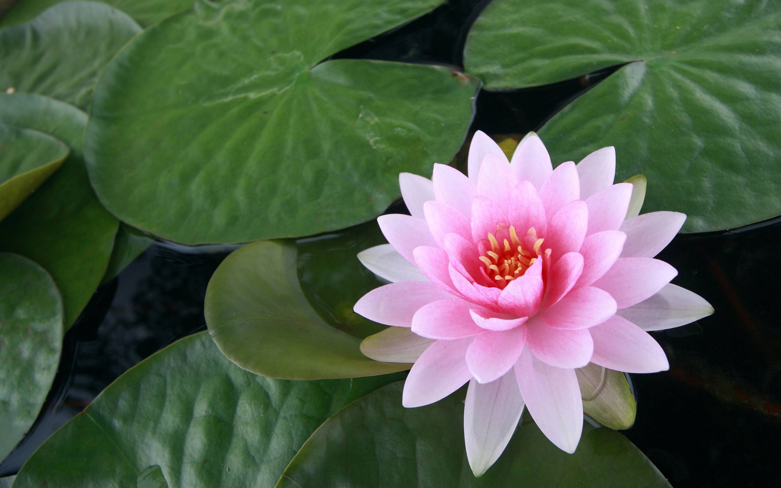 HQ Water Lily Wallpapers | File 214.26Kb