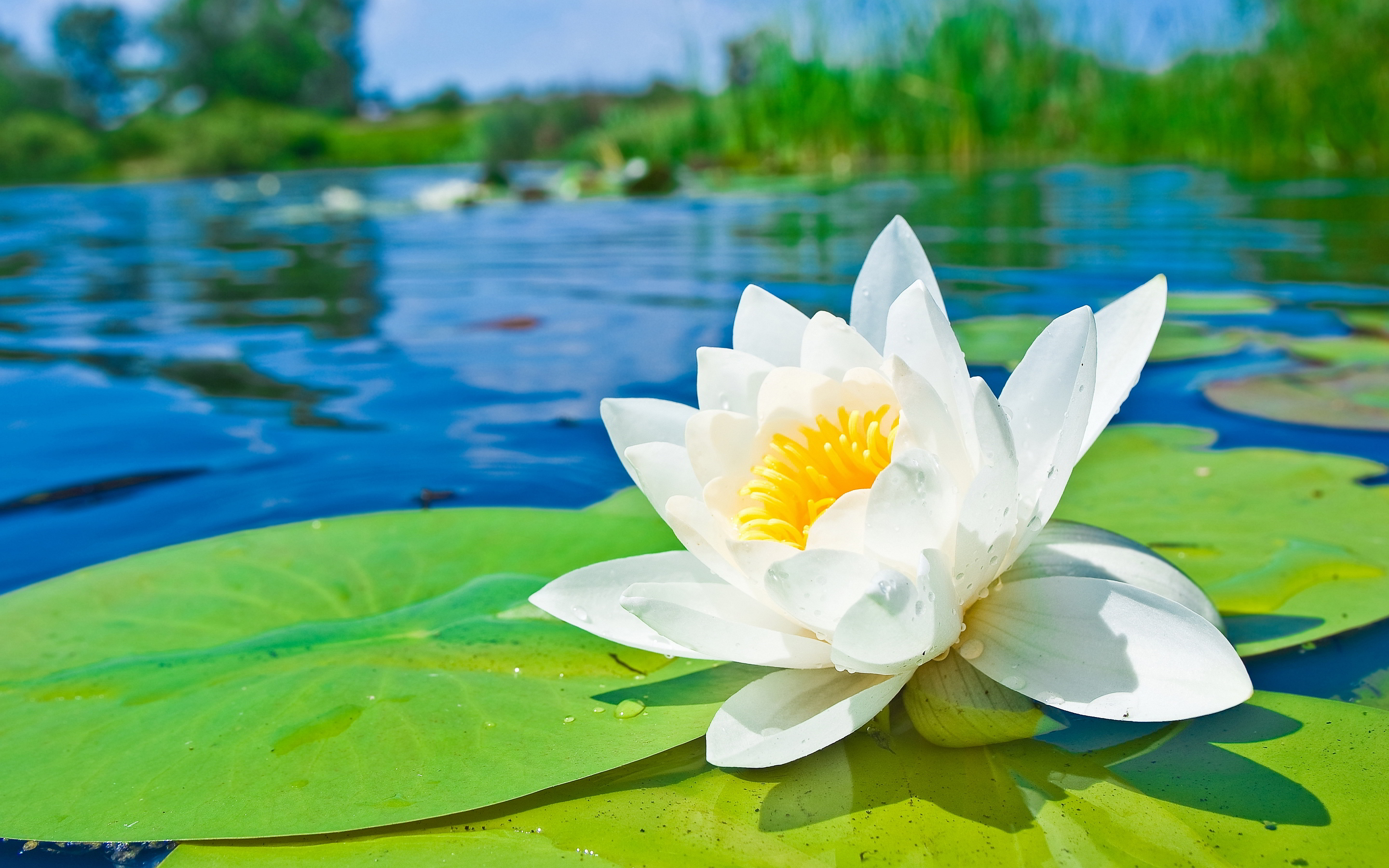 Images of Water Lily | 2880x1800