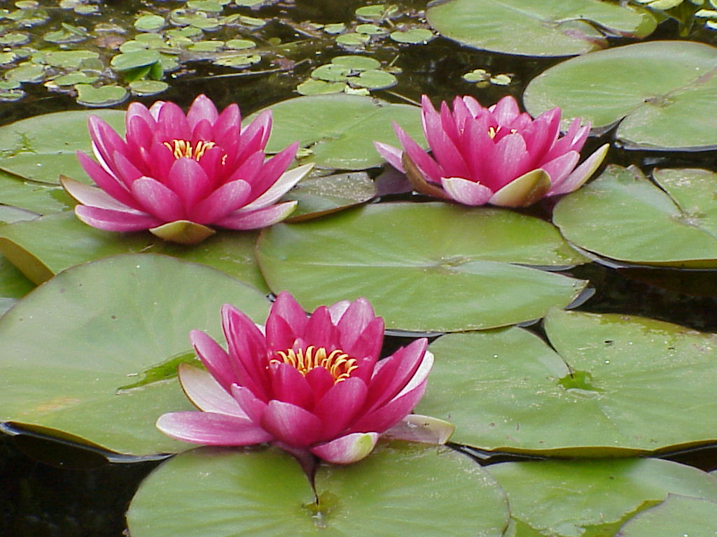 Nice wallpapers Water Lily 1024x768px