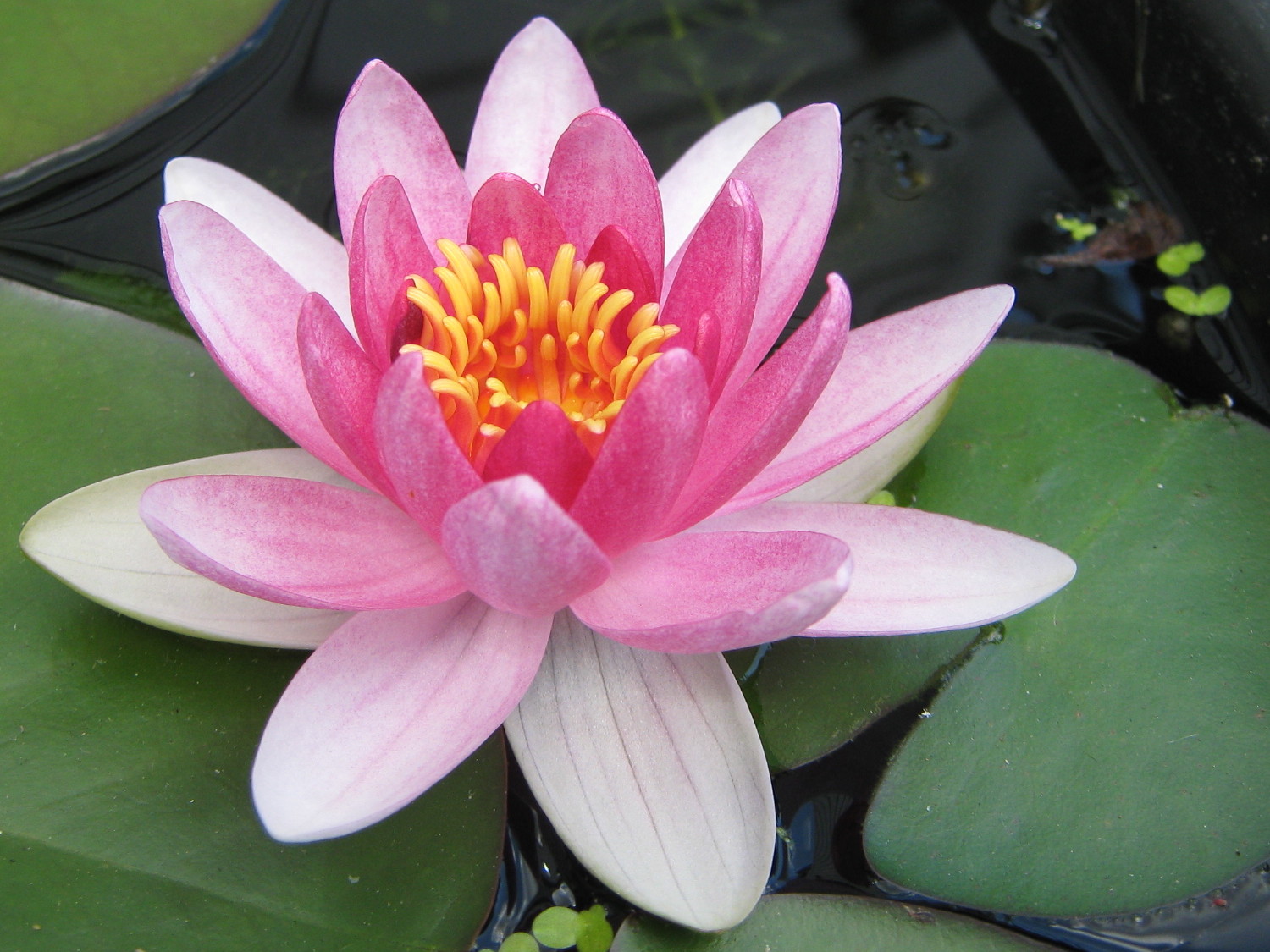 Water Lily #8
