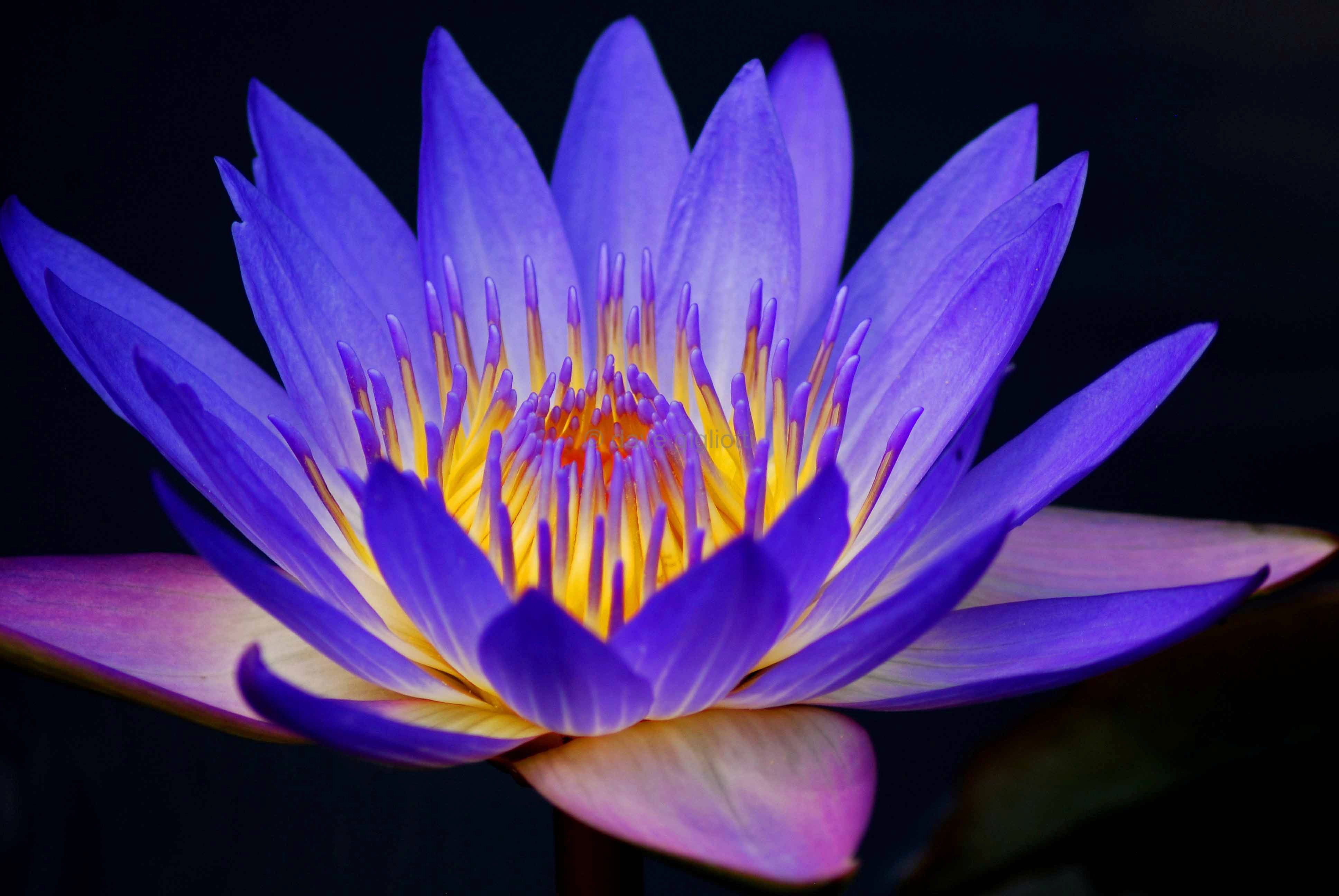 Water Lily Hd Wallpapers