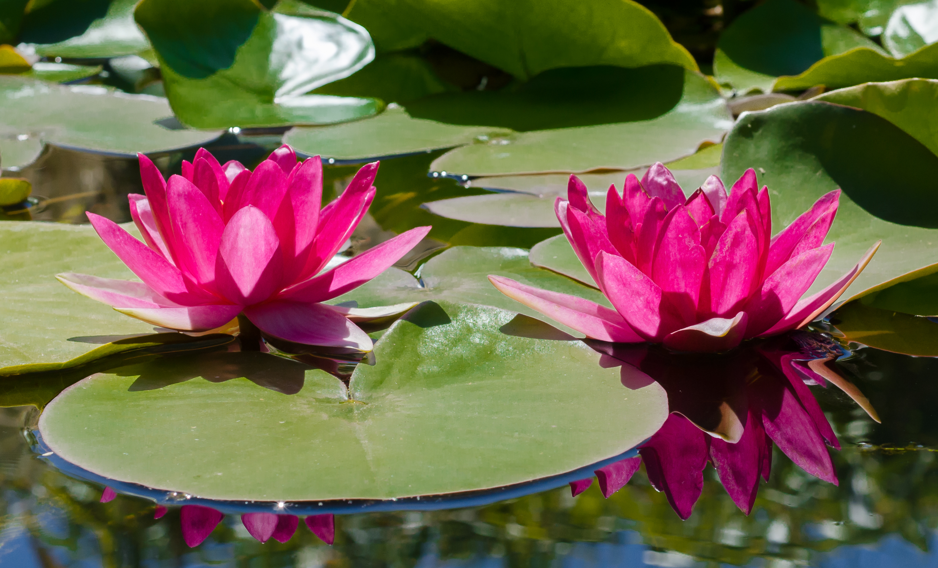 Amazing Water Lily Pictures & Backgrounds