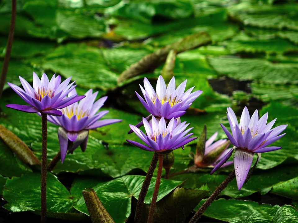 Water Lily Backgrounds on Wallpapers Vista
