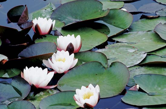 Water Lily Backgrounds, Compatible - PC, Mobile, Gadgets| 550x362 px