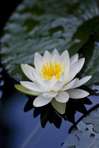 Water Lily #19