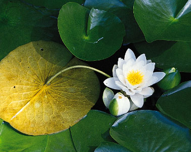 378x300 > Water Lily Wallpapers
