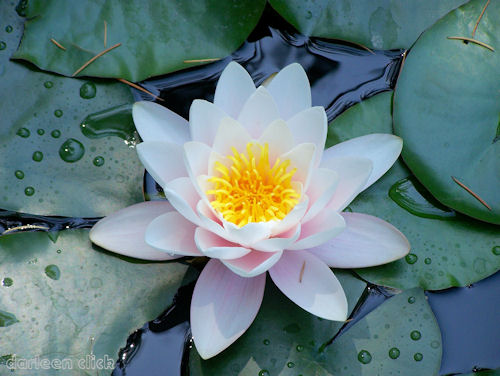 HD Quality Wallpaper | Collection: Earth, 500x376 Water Lily