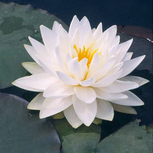 Water Lily #11