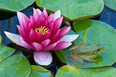 470x311 > Water Lily Wallpapers