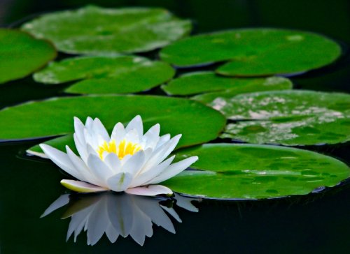 Water Lily #20