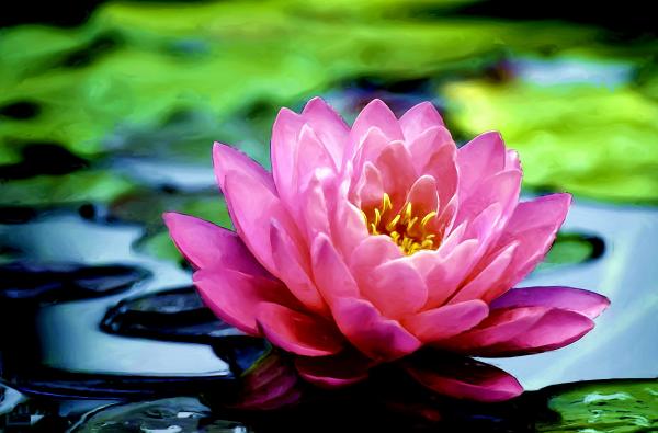 Water Lily High Quality Background on Wallpapers Vista