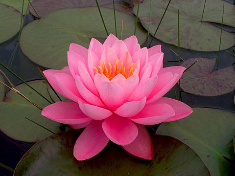 Amazing Water Lily Pictures & Backgrounds