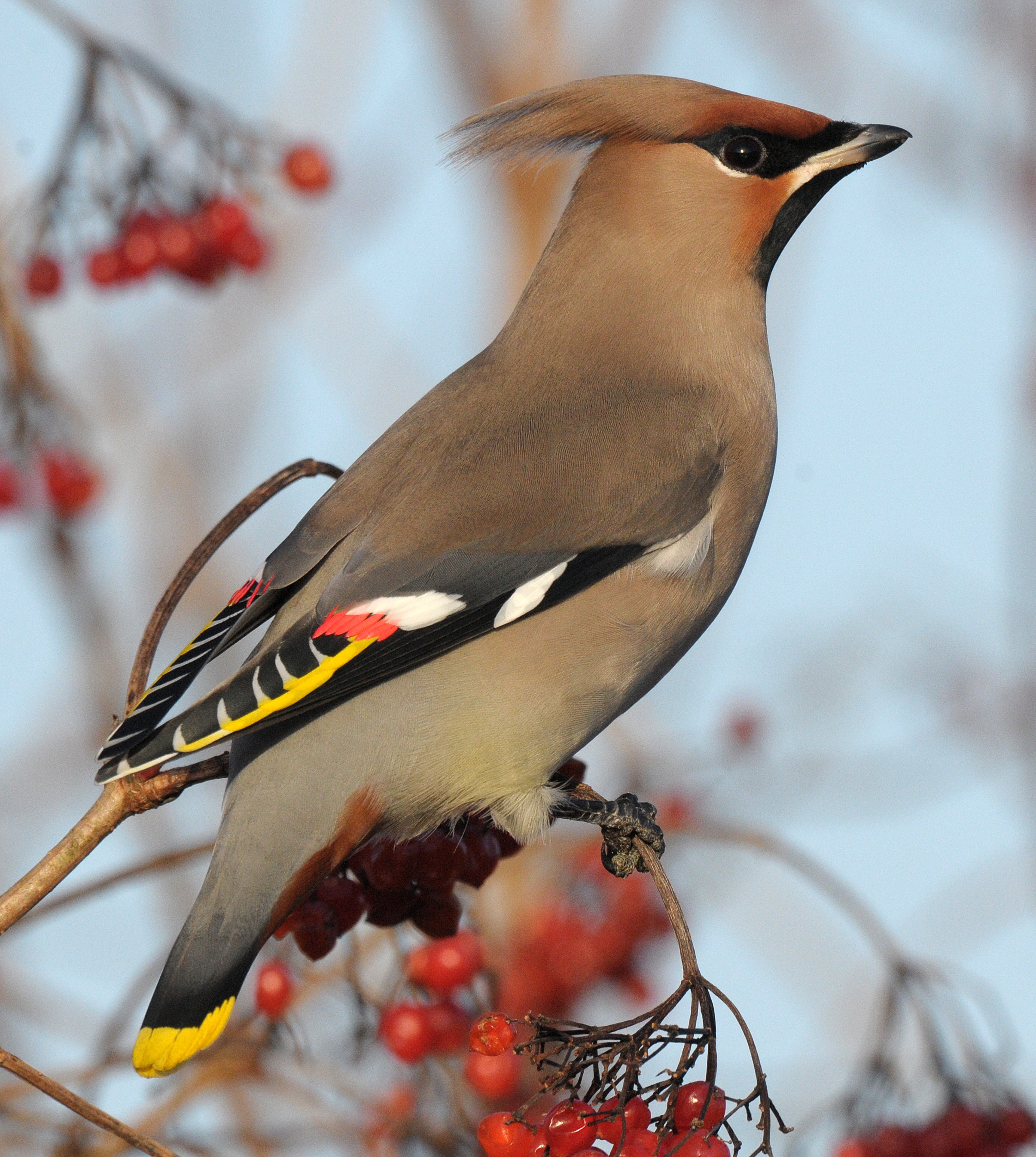 Nice wallpapers Waxwing 2412x2694px