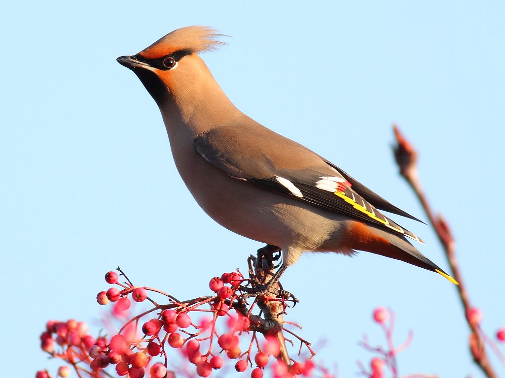 Amazing Waxwing Pictures & Backgrounds