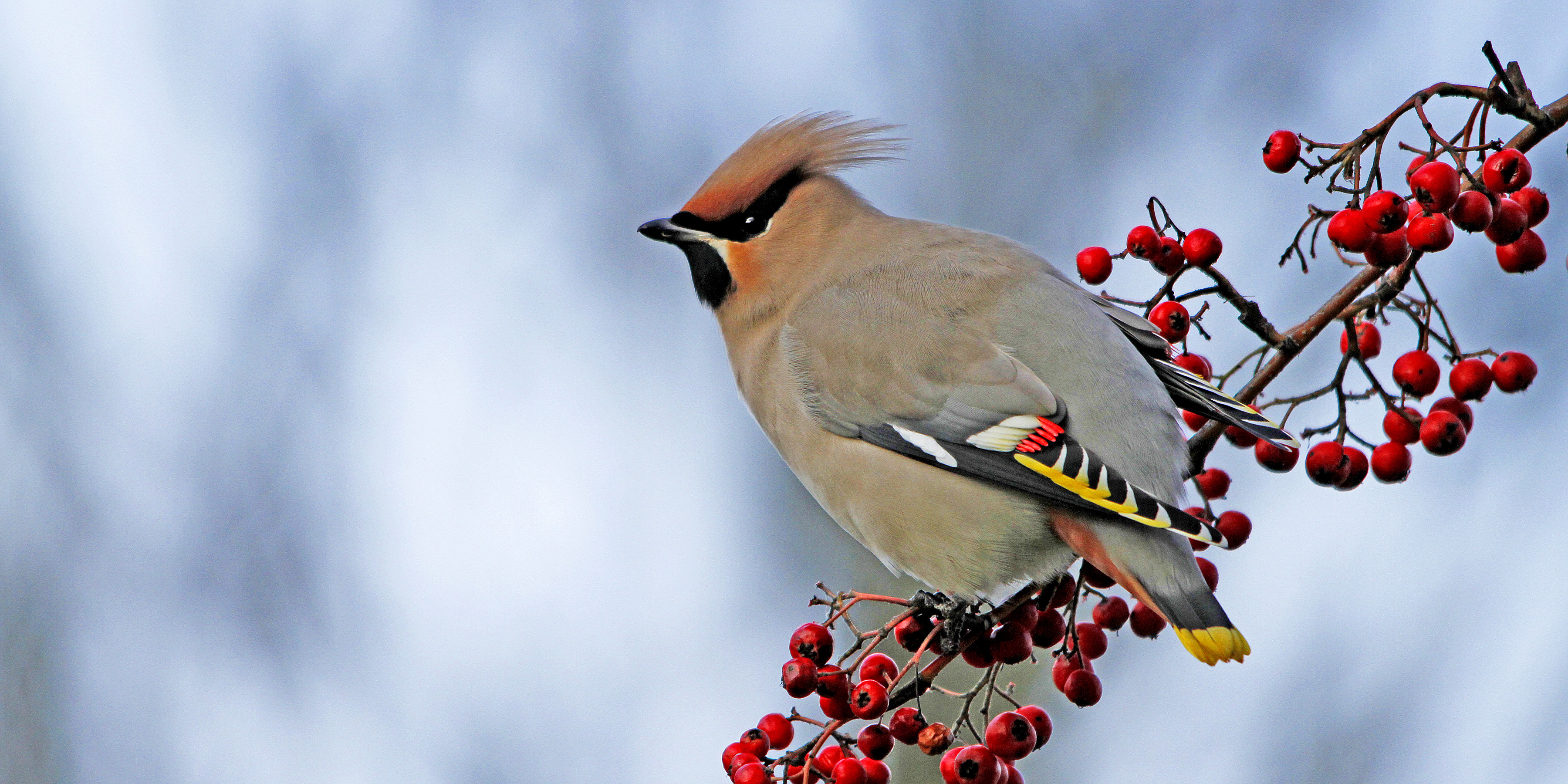 Waxwing Backgrounds, Compatible - PC, Mobile, Gadgets| 3600x1800 px