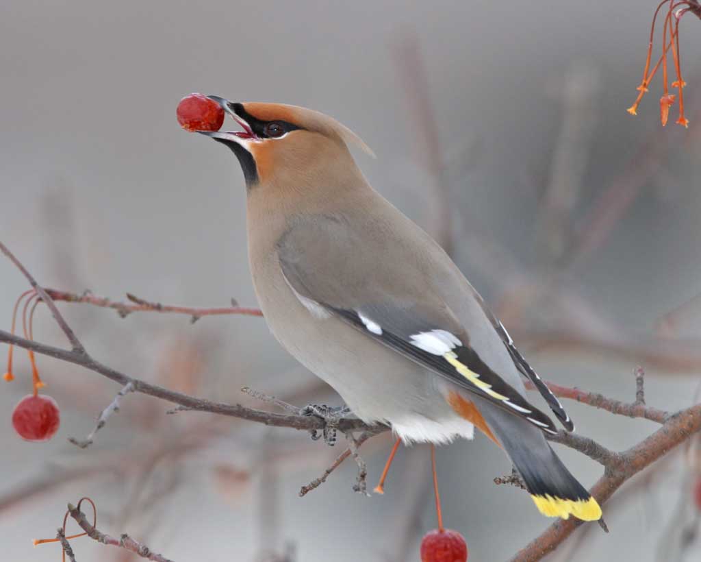 Waxwing High Quality Background on Wallpapers Vista